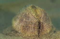 Sea potato.North Wales.
F50,60mm. by Derek Haslam 